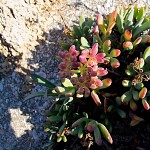 Cactus du bord de mer, plage Dor. קקטוס מחוף דור